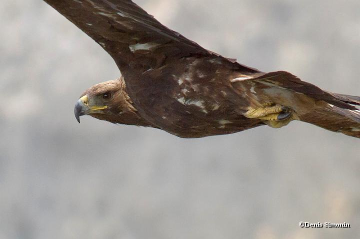 Aigle royal en vol